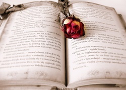 książka otwarta z różą