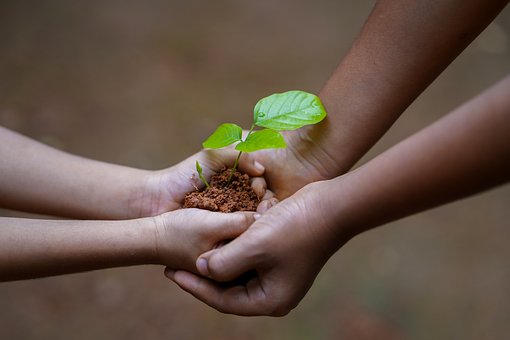 dziecięce ręce trzymane w dorosłych dłoniach, wspólnie trzymają ziemię z rośliną