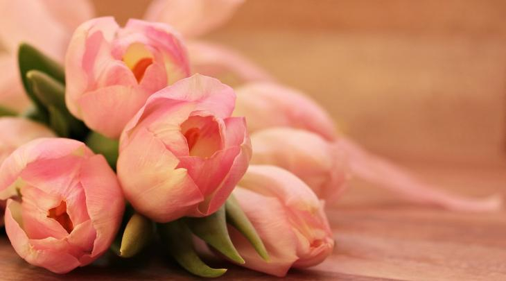 tulips 1