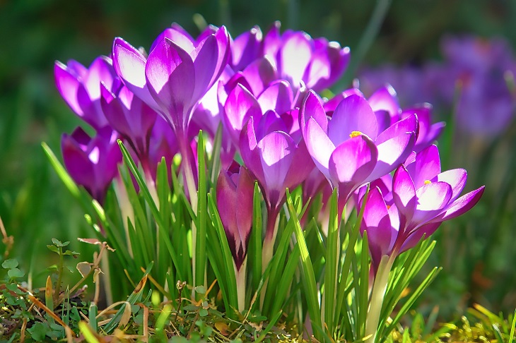 wiosna krokusy